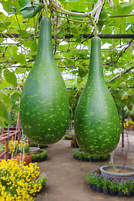 포토 JPG 해외이미지 식물 계절 음식 줄기 잎 겨울 농업 다이어트 채소 과일 자연 호박 수박 건강 사람없음 장식 초록색 농장 정원 축제 침묵 수확 가을 신선 멜론 먹기 유기농 날것 박 내추럴 밭일 생식 숙성 채식주의자 비건 해외202004 해외포토 웰빙 산업 컬러 모션 소리 생태계 채식 파일형식 이미지허브