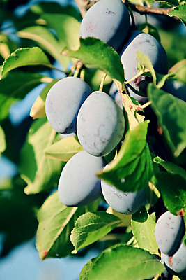 포토 JPG 해외이미지 나무 식물 계절 음식 농업 과일 자연 건강 사람없음 야외 초록색 여름 파란색 농작물 햇빛 농장 정원 보라색 수확 성장 가을 나뭇가지 시골 신선 맛 과수원 유기농 날것 장면 자두 내추럴 밭일 숙성 세련 해외202004 해외포토 웰빙 산업 컬러 컨셉 태양 생태계 파일형식 이미지허브