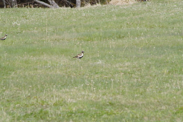 포토 JPG 해외이미지 동물 자연 조류 풍경 사람없음 야외 내추럴 해외202004 해외포토 생태계 파일형식 이미지허브