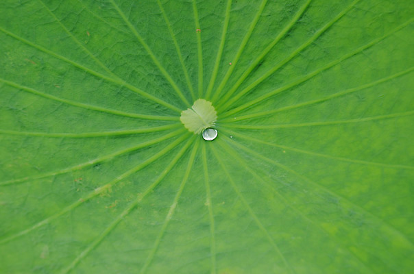 포토 JPG 해외이미지 식물 백그라운드 잎 패턴 자연 아침 사람없음 야외 초록색 물 환경 정원 젖음 흐름 물방울 신선 떨어짐 이슬 상쾌 생태계 질감 내추럴 해외202004 해외포토 주간 자연요소 감정 컬러 컨셉 무늬 파일형식 이미지허브