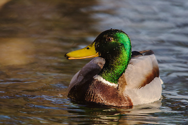 포토 JPG 해외이미지 동물 여자 남자 호수 야생동물 자연 조류 휴식 오리 건강 사람없음 초록색 물 반려동물 태양 갈색 수영 봄 젖음 자유 뜨거움 입 액체 큼 깃털 상쾌 물새 무료 해외202004 해외포토 자연요소 계절 감정 컬러 컨셉 사람 신체부위 수상스포츠 크기 생태계 파일형식 이미지허브