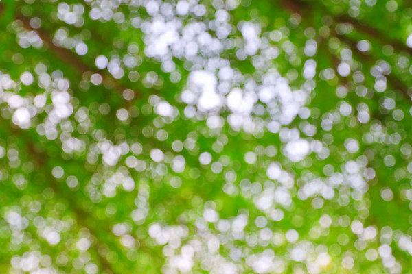 포토 JPG 해외이미지 주간 사람없음 야외 초록색 소프트포커스 보케 빛망울 블러 블러효과 보케백그라운드 해외202004 해외포토 자연요소 컬러 백그라운드 촬영기법 빛 파일형식 효과 이미지허브