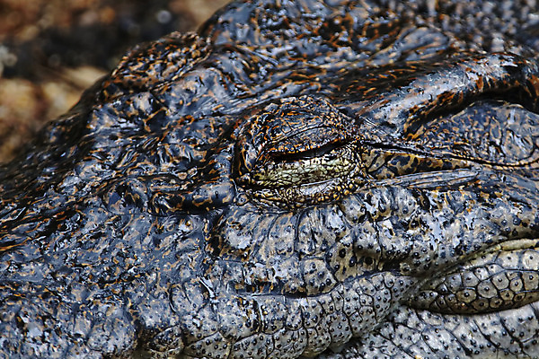 포토 JPG 해외이미지 동물 얼굴 야생동물 백그라운드 파충류 자연 사람없음 야외 물 노란색 머리 검은색 잠 위험 피부 질감 악어 해외202004 해외포토 자연요소 컬러 컨셉 신체부위 생태계 파일형식 이미지허브