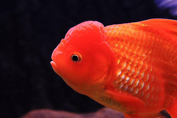 포토 JPG 해외이미지 동물 오렌지 모션 자연 어류 사람없음 물 반려동물 수중 수영 희망 침묵 자유 액체 사발 황금 고독 어항 눈금 꼬리 금붕어 탱크 수족관 잉어 해외202004 해외포토 자연요소 감정 컨셉 과일 수중동물 소리 수상스포츠 사기그릇 생태계 파일형식 이미지허브