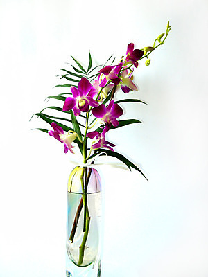 포토 JPG 해외이미지 모양 식물 디자인 꽃잎 꽃 줄기 꽃다발 곡선 유리 3 선물 사랑 사람없음 컬러풀 숫자 장미 유행 꽃병 보라색 활발 벚꽃 흰색 원형 개화 고급 우아함 큼 컨테이너 다발 배열 꽃집 제비꽃 원예 서식 거베라 내추럴 강렬 고립 파스텔톤 해외202004 해외포토 도형 문자 감정 산업 선 컬러 컨셉 재질 취미 상점 크기 파일형식 이미지허브