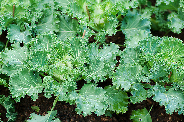 포토 JPG 해외이미지 식물 음식 밭 농업 채소 자연 사람없음 농장 정원 수확 닫기 상추 채식주의자 해외202004 해외포토 산업 모션 생태계 채식 파일형식 이미지허브
