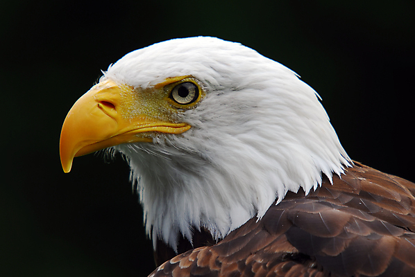포토 JPG 해외이미지 주간 야생동물 사람없음 야외 옆모습 우아함 독수리 흰머리독수리 해외202004 해외포토 자연요소 동물 뷰포인트 컨셉 조류 파일형식 이미지허브