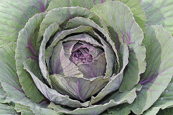 포토 JPG 해외이미지 식물 음식 백그라운드 잎 농업 채소 재료 자연 건강 사람없음 빨간색 초록색 농장 머리 흰색 신선 유기농 양배추 날것 성분 내추럴 고립 채식주의자 해외202004 해외포토 웰빙 산업 컬러 신체부위 생태계 채식 파일형식 이미지허브