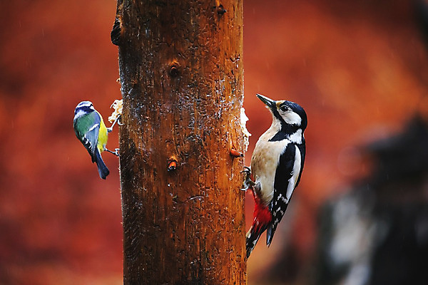포토 JPG 해외이미지 나무 동물 계절 꽃 야생동물 백그라운드 잎 자연 조류 앉기 사람없음 초록색 노란색 정원 맑음 봄 나뭇가지 숲 작음 큼 깃털 해외202004 해외포토 식물 컬러 모션 날씨 크기 생태계 파일형식 이미지허브