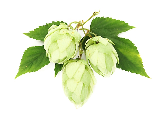 포토 JPG 해외이미지 잎 실내 사람없음 세개 흰배경 해외202004 홉 해외포토 식물 백그라운드 3 내부 흰색 파일형식 이미지허브