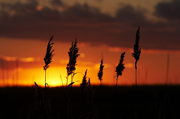 포토 JPG 해외이미지 구름 계절 여행 백그라운드 밭 자연 하늘 아침 날씨 휴가 휴식 풍경 사람없음 빛 컬러풀 햇빛 태양 농장 평화 일출 황혼 일몰 새벽 수확 황금 저녁 해외202004 해외포토 주간 자연요소 컬러 컨셉 농업 노을 야간 생태계 파일형식 이미지허브