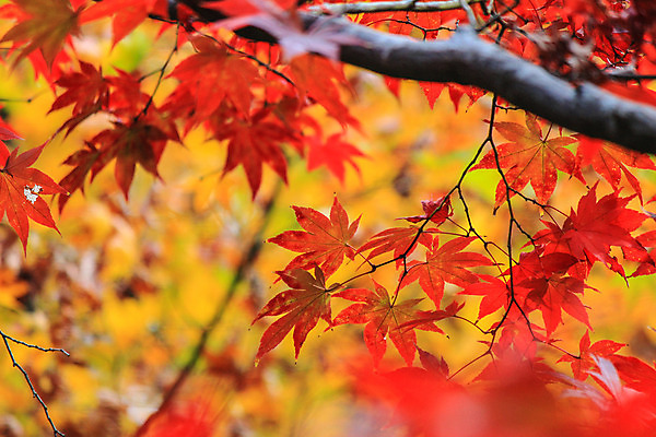 포토 JPG 해외이미지 나무 식물 계절 공원 실루엣 도로 여행 백그라운드 무지개 잎 패턴 자연 하늘 지붕 휴식 풍경 사람없음 빨간색 파란색 빛 컬러풀 햇빛 태양 정원 일본 활발 덮개 가을 나뭇가지 신선 보행로 닫기 숲 그늘 오솔길 강렬 해외202004 해외포토 자연요소 공공시설 아시아 길 컬러 컨셉 무늬 교통시설 모션 촬영기법 뚜껑 생태계 파일형식 이미지허브