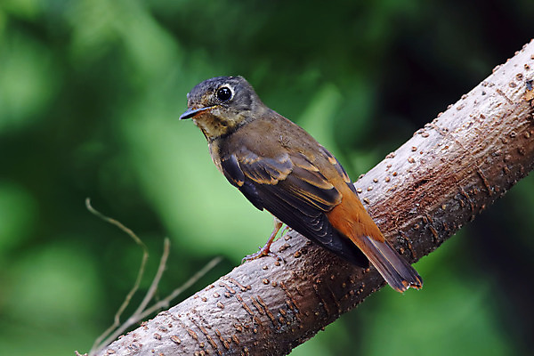 포토 JPG 해외이미지 나무 동물 여자 남자 아시아 얼굴 야생동물 백그라운드 날개 자연 조류 사람없음 야외 목재 가로 초록색 컬러풀 머리 환경 나뭇가지 막대기 닫기 숲 깃털 꼬리 부리 서식지 생태학 이국적 해외202004 해외포토 식물 교육 나라 컬러 재료 모션 사람 신체부위 생태계 파일형식 이미지허브