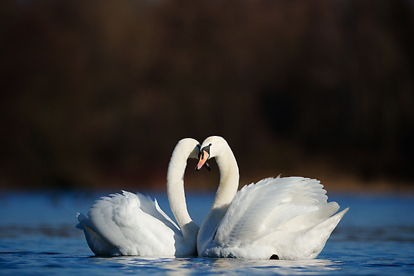 포토 JPG 해외이미지 주간 호수 두마리 사람없음 야외 백조 해외202004 해외포토 자연요소 2 조류 파일형식 이미지허브