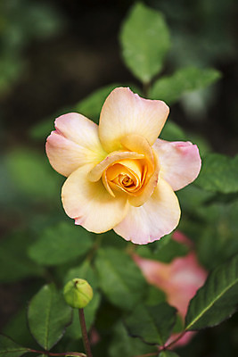 포토 JPG 해외이미지 식물 꽃잎 꽃 분홍색 꽃다발 결혼 백그라운드 잎 꽃무늬 패턴 자연 엄마 발렌타인데이 스웨덴 선물 사랑 사람없음 야외 초록색 여름 장미 정원 꽃병 봄 수확 벚꽃 흰색 축하 인사 신선 신용카드 다발 원예 부드러움 여왕 내추럴 고립 해외202004 해외포토 계절 감정 컬러 컨셉 무늬 농업 가족 데이이벤트 북유럽 이벤트 취미 금융 예절 감각 생태계 파일형식 이미지허브