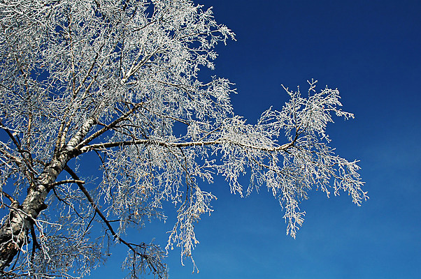 포토 JPG 해외이미지 나무 계절 공원 백그라운드 크리스마스 겨울 유리 하늘 휴가 사람없음 목재 얼음 추위 나뭇가지 12월 크리스탈 서리 엽서 자작나무 1월 해외202004 해외포토 자연요소 식물 공공시설 기념일 재료 재질 날짜 광석 편지 파일형식 이미지허브