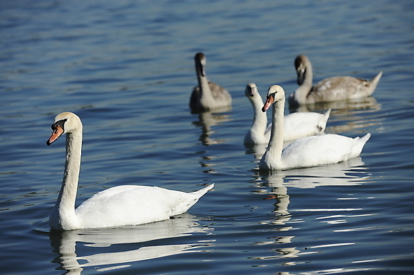포토 JPG 해외이미지 주간 호수 여러마리 사람없음 야외 백조 해외202004 해외포토 자연요소 다수 조류 파일형식 이미지허브