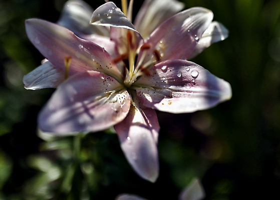 포토 JPG 해외이미지 식물 꽃잎 꽃 분홍색 잎 꽃무늬 표면 사람없음 야외 초록색 물 머리 정원 보라색 화목 젖음 벚꽃 물방울 신선 우아함 떨어짐 이슬 묘사 싱글 내추럴 막자 해외202004 해외포토 자연요소 컬러 컨셉 무늬 신체부위 파일형식 이미지허브