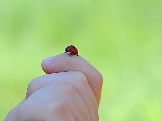 포토 JPG 해외이미지 어린이 과학 곤충 손가락 자연 관리 사람없음 빨간색 걷기 환경 탐험 자신감 벌레 손톱 호기심 보케 무당벌레 기어가기 생태학 초보 카피스페이스 해외202004 해외포토 동물 손 교육 감정 컬러 컨셉 모션 사람 공백 생태계 파일형식 이미지허브