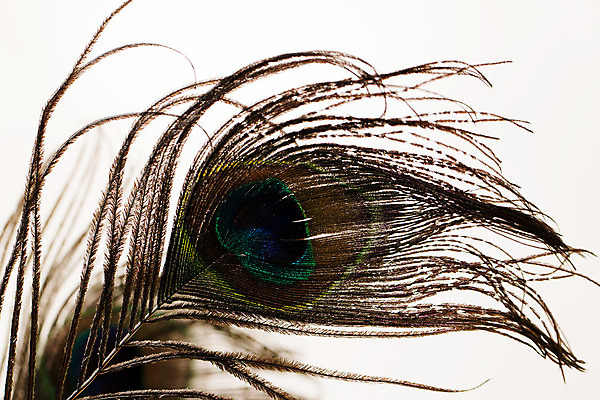 포토 JPG 해외이미지 모양 동물 백그라운드 패턴 부분 자연 조류 추상 사람없음 장식 파란색 빛 펜 공작 깃털 질감 솜털 고립 깃털펜 이국적 터키석 해외202004 해외포토 컬러 무늬 필기구 보석 생태계 파일형식 이미지허브