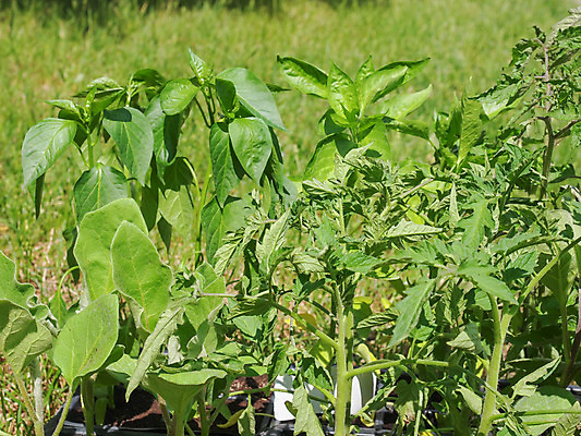 포토 JPG 해외이미지 식물 음식 농업 채소 자연 새로움 요리 잔디 사람없음 초록색 여름 봄 성장 플러그 전기에너지 작음 원예 기르기 묘목 채식주의자 해외202004 해외포토 나무 계절 산업 컬러 컨셉 취미 에너지 크기 생태계 채식 돌봄 파일형식 이미지허브