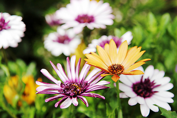 포토 JPG 해외이미지 식물 꽃 백그라운드 꽃무늬 밭 자연 하늘 부활절 건강 풍경 사람없음 여름 파란색 빛 햇빛 태양 약 노란색 일출 정원 침묵 봄 벚꽃 흰색 허브 순수 데이지 향기 아로마 아로마테라피 내추럴 캐모마일 해외202004 해외포토 자연요소 계절 기념일 컬러 컨셉 무늬 농업 의학 노을 소리 생태계 냄새 테라피 파일형식 이미지허브