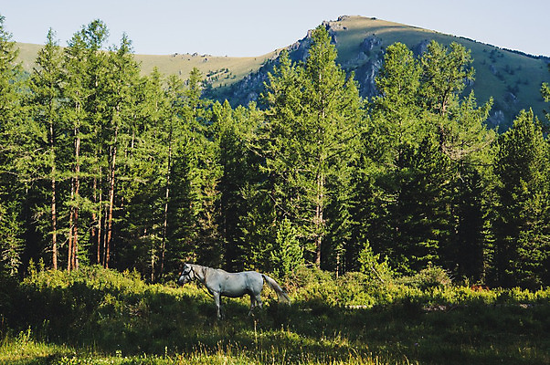 포토 JPG 해외이미지 동물 구름 잎 밭 자연 하늘 산 털 풍경 사람없음 야외 초록색 여름 파란색 강 농장 평화 화목 침묵 고요 봄 회색 흰색 시골 황무지 숲 칠레 산악지대 그리너리 해외202004 해외포토 자연요소 식물 계절 컬러 컨셉 농업 소리 남아메리카 생태계 파일형식 트랜드컬러 이미지허브