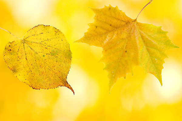 포토 JPG 해외이미지 나무 식물 계절 공원 백그라운드 단풍 잎 캐나다 패턴 오렌지 자연 추상 사람없음 야외 빨간색 빛 컬러풀 햇빛 태양 갈색 노란색 환경 성장 가을 나뭇가지 신선 황금 숲 묘사 질감 내추럴 해외202004 해외포토 자연요소 공공시설 컬러 북아메리카 무늬 과일 생태계 파일형식 이미지허브