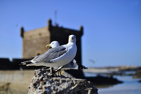 포토 JPG 해외이미지 동물 구름 야생동물 바다 여행 포즈 백그라운드 날개 자연 갈매기 조류 하늘 휴가 항해 풍경 사람없음 물 여름 파란색 태양 우주 펼침 자유 흰색 비행 닫기 강의 깃털 부리 고립 골 수평선 해외202004 해외포토 자연요소 계절 컬러 컨셉 배_교통 모션 생태계 파일형식 이미지허브