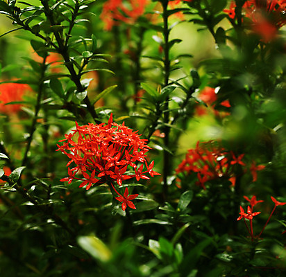 포토 JPG 해외이미지 식물 계절 꽃잎 꽃 꽃다발 나비 꽃무늬 패턴 밭 자연 사람없음 야외 초록색 여름 정원 맑음 봄 활발 들꽃 벚꽃 가을 시골 신선 개화 다발 허브 묘사 원예 데이지 보케 부드러움 내추럴 해외202004 해외포토 컬러 곤충 컨셉 무늬 농업 날씨 취미 감각 생태계 파일형식 이미지허브