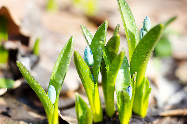 포토 JPG 해외이미지 식물 계절 꽃잎 꽃 꽃다발 백그라운드 잎 겨울 꽃무늬 자연 사람없음 야외 초록색 파란색 머리 정원 봄 성장 벚꽃 신선 개화 떨어짐 숲 4월 묘사 내추럴 블루벨 처음 헌병 해외202004 해외포토 컬러 컨셉 무늬 신체부위 군인 날짜 생태계 파일형식 이미지허브