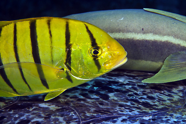포토 JPG 해외이미지 바다 여행 청소년 표면 어류 사람없음 물 파란색 평화 우주 수중 어둠 고요 아래 다이빙 초대 장면 깊이 침몰 해외202004 해외포토 자연요소 컬러 컨셉 사람 수영 수중동물 방향 위치 수중스포츠 파일형식 이미지허브
