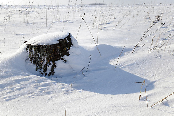 포토 JPG 해외이미지 나무 식물 계절 겨울 자연 날씨 성인 사람없음 야외 목재 빛 햇빛 갈색 냉동 얼음 추위 성장 흰색 죽음 숲 자르기 서리 눈보라 옛날 해외202004 해외포토 자연요소 컬러 재료 모션 눈_날씨 사람 태양 생태계 파일형식 이미지허브