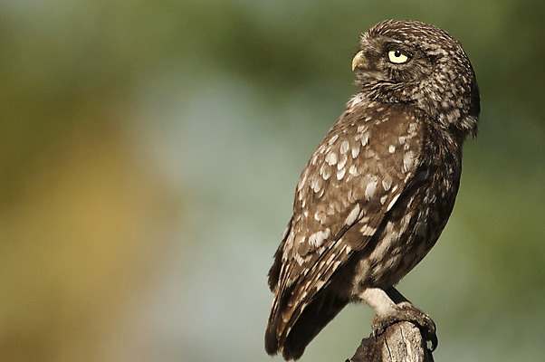 포토 JPG 해외이미지 나무 동물 응시 야생동물 자연 조류 앉기 사람없음 농경지 갈색 환경 어둠 시골 관찰 행운 습지 작음 먹이 육식동물 부엉이 경보 해외202004 해외포토 식물 시선 컬러 컨셉 모션 농장 크기 생태계 파일형식 이미지허브