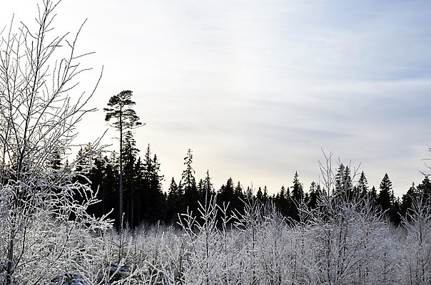 포토 JPG 해외이미지 나무 계절 백그라운드 겨울 패턴 자연 벽지 하늘 날씨 새로움 스웨덴 풍경 사람없음 야외 목재 빛 햇빛 태양 냉동 얼음 어둠 침묵 추위 흰색 시골 소나무 시원함 서리 장면 자작나무 1월 스칸디나비아 눈내림 해외202004 해외포토 자연요소 식물 컬러 컨셉 무늬 재료 눈_날씨 북유럽 소리 날짜 생태계 파일형식 이미지허브