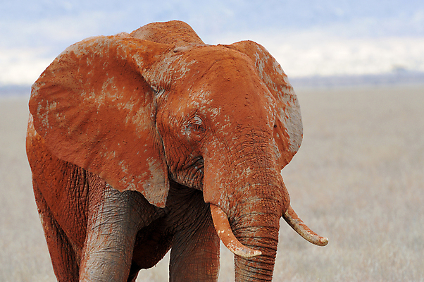 포토 JPG 해외이미지 동물 공원 야생동물 여행 백그라운드 포유류 가족 아프리카 자연 엄마 초식동물 코끼리 사람없음 야외 머리 환경 힘 회색 아기 황무지 군중 위험 큼 사파리 피부 귀 상아 멸종 케냐 내추럴 송아지 보츠와나 사바나 전국 해외202004 해외포토 공공시설 나라 새끼 컬러 컨셉 관계 사람 신체부위 소 크기 생태계 파일형식 이미지허브