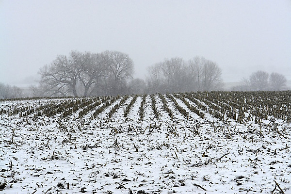 포토 JPG 해외이미지 나무 계절 공원 크리스마스 겨울 밭 자연 하늘 날씨 풍경 사람없음 야외 목재 농장 평화 냉동 얼음 침묵 고요 추위 안개 흰색 시골 고독 12월 땅 서리 심플 1월 2월 벌거벗은 폭설 혼자 눈내림 수평선 미니멀 해외202004 해외포토 자연요소 식물 공공시설 기념일 감정 컬러 컨셉 농업 재료 눈_날씨 소리 날짜 자연재해 생태계 파일형식 이미지허브