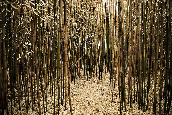 포토 JPG 해외이미지 식물 계절 백그라운드 잎 꽃무늬 자연 추상 사람없음 초록색 미국 성장 나뭇가지 신선 숲 대나무 묘사 유기농 내추럴 해외202004 해외포토 나무 웰빙 꽃 컬러 북아메리카 무늬 생태계 파일형식 이미지허브