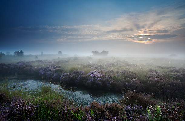 포토 JPG 해외이미지 계절 꽃 호수 분홍색 자연 하늘 풍경 사람없음 초록색 물 파란색 햇빛 노란색 일출 보라색 침묵 일몰 들꽃 안개 가을 시골 개화 습지 제비꽃 네덜란드 변소 해외202004 해외포토 자연요소 식물 유럽 컬러 날씨 태양 노을 소리 생태계 파일형식 이미지허브