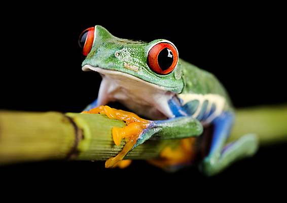 포토 JPG 해외이미지 한마리 야생동물 검은배경 실내 매달리기 양서류 사람없음 청개구리 잎줄기 해외202004 해외포토 동물 1 줄기 백그라운드 모션 개구리 내부 검은색 파일형식 이미지허브