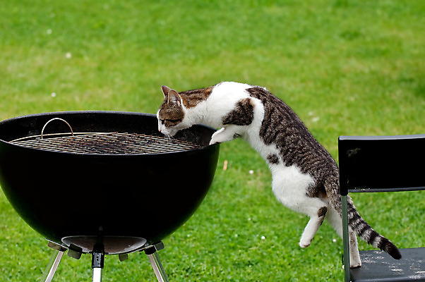 포토 JPG 해외이미지 동물 응시 얼굴 음식 컨셉 자연 놀이 앉기 사람없음 초록색 반려동물 머리 식사 고양이 흰색 표현 입 기다림 사발 그릴 바비큐 먹기 기아 배고픔 싱글 코 노려봄 점심식사 관심 동물상 솔깃 해외202004 해외포토 시선 컬러 포유류 모션 주방용품 표정 신체부위 조형물 사기그릇 사회이슈 생태계 파일형식 이미지허브