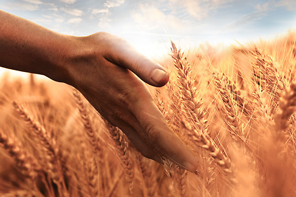 포토 JPG 해외이미지 손 줄기 밭 농업 오렌지 하늘 씨앗 풍경 사람없음 야외 가로 빨간색 농작물 태양 흙 터치 수확 성장 농촌 잡기 황금 닫기 낟알 밀 보리 밀짚 영양분 카피스페이스 해외202004 해외포토 자연요소 식물 산업 컬러 과일 모션 곡류 신체부위 공백 시골 짚 파일형식 이미지허브