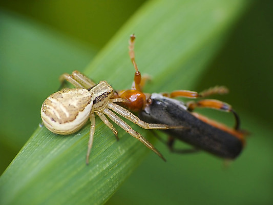 포토 JPG 해외이미지 곤충 자연 사람없음 초록색 거미줄 거미 사냥꾼 해외202004 해외포토 동물 직업 컬러 생태계 파일형식 이미지허브