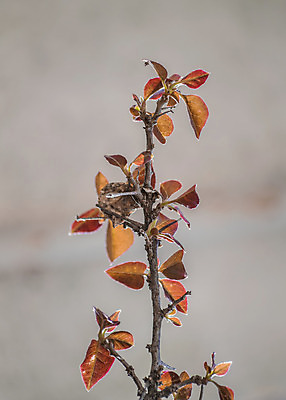 포토 JPG 해외이미지 외관 계절 백그라운드 잎 자연 따뜻함 사람없음 야외 세로 가을 나뭇가지 닫기 묘사 내추럴 블러 해외202004 해외포토 나무 식물 모션 생태계 파일형식 이미지허브