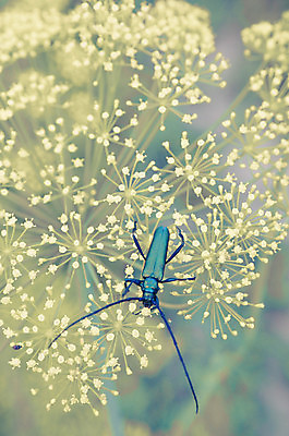 포토 JPG 해외이미지 식물 동물 야생동물 곤충 백그라운드 잎 절지류 발 자연 뿔 종류 앉기 사람없음 야외 초록색 환경 정원 검은색 개화 벌레 작음 큼 허브 딱정벌레 묘사 유기농 멸종 염소자리 내추럴 동물상 딜 생존 해외202004 해외포토 웰빙 꽃 컬러 모션 신체부위 조형물 별자리 크기 생태계 파일형식 이미지허브