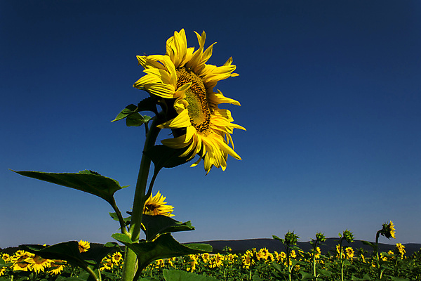 포토 JPG 해외이미지 식물 계절 꽃잎 꽃 문화 백그라운드 잎 꽃무늬 밭 농업 오렌지 자연 해바라기 씨앗 풍경 사람없음 야외 초록색 여름 농작물 컬러풀 태양 노란색 맑음 봄 활발 성장 벚꽃 시골 원형 개화 유기농 내추럴 해외202004 해외포토 자연요소 도형 웰빙 산업 컬러 컨셉 무늬 과일 날씨 생태계 파일형식 이미지허브