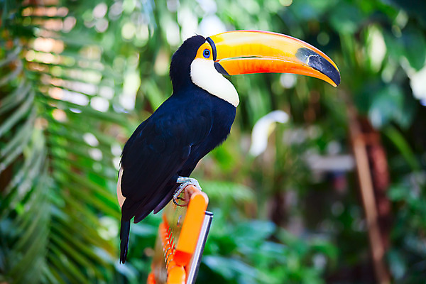 포토 JPG 해외이미지 나무 동물 1 야생동물 여행 오렌지 자연 조류 동물원 사람없음 옆모습 가로 파란색 머리 검은색 미국 활발 흰색 관찰 황무지 숲 열대우림 깃털 에코 부리 장면 새장 지역 브라질 남쪽 고립 멀티 아마존 해외202004 해외포토 식물 뷰포인트 컬러 컨셉 북아메리카 과일 모션 신체부위 환경 남아메리카 방향 생태계 케이지 파일형식 이미지허브