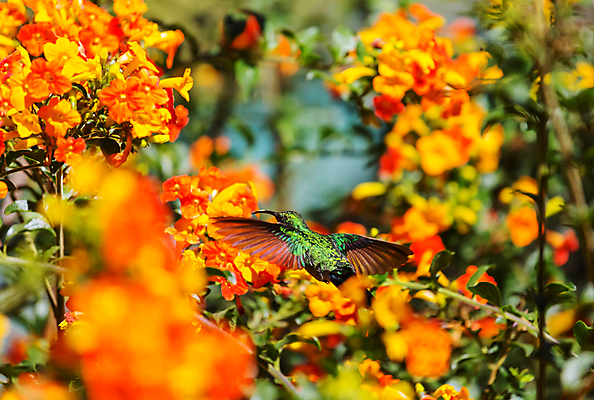 포토 JPG 해외이미지 동물 꽃 야생동물 음식 섬 날개 오렌지 자연 조류 날리기 사람없음 초록색 빛 미국 습지 숲 작음 먹기 깃털 꼬리 부리 광택 꿀 공평 계산서 벌새 서쪽 수유 이국적 해외202004 해외포토 식물 컬러 북아메리카 과일 모션 크기 방향 생태계 파일형식 이미지허브