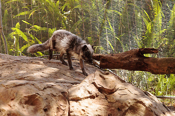 포토 JPG 해외이미지 야생동물 사람없음 여름 여우 새장 해외202004 해외포토 동물 계절 포유류 케이지 파일형식 이미지허브