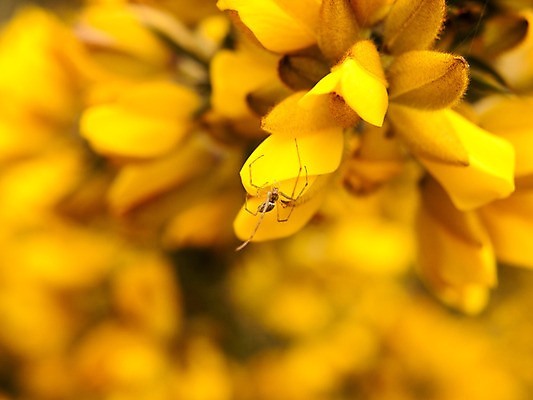 포토 JPG 해외이미지 나무 식물 계절 꽃잎 꽃 백그라운드 잎 꽃무늬 자연 영국 풍경 사람없음 야외 초록색 여름 노란색 정원 봄 벚꽃 시골 가시 관목 날카로움 상록수 내추럴 해외202004 해외포토 유럽 컬러 무늬 생태계 파일형식 이미지허브